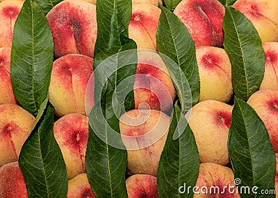 Ripe peaches with foliage Stock Photo