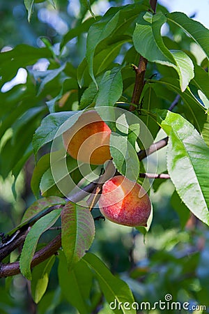 Ripe peaches on tree branch. Close up view of peaches grow on peach tree branch with leaves Stock Photo