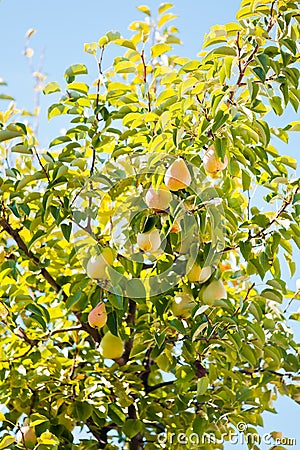 Ripe pears Stock Photo