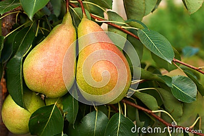 Ripe pears on tree Stock Photo