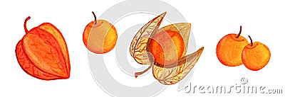 Ripe physalis watercolor set Stock Photo