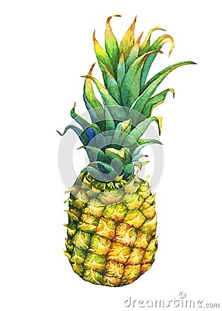 Ripe pineapple with green leaves. Cartoon Illustration