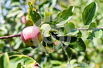 ripe pink apple fruit on twig of apple tree Stock Photo