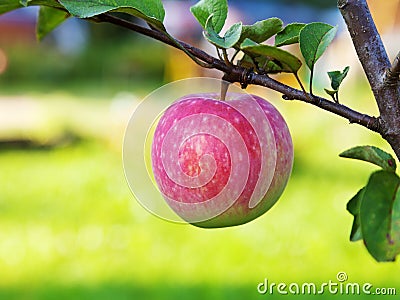 Ripe pink apple Stock Photo