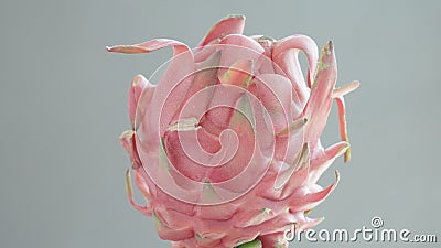 A ripe pink and green dragonfruit. Macro close up footage of exotic tropical fruit swirling in the day light. Delicious Stock Photo