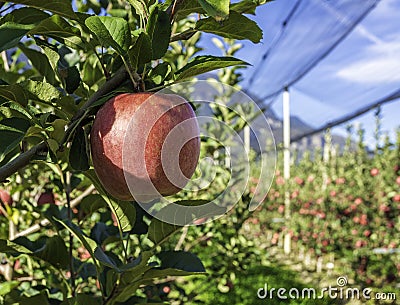 Ripe pink lady apple variety on a apple tree at South Tyrol in Italy. Harvest time Stock Photo