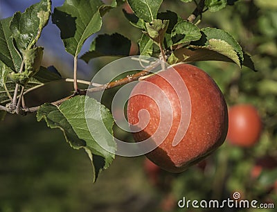 Ripe pink lady apple variety on a apple tree at South Tyrol in Italy. Harvest time. Selective focus Stock Photo