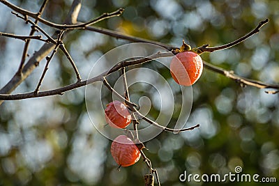 Ripe pink orange small persimmon fruit of Diospyros virginiana on autumn bokeh background. Persimmon tree or Diospyros kaki Stock Photo