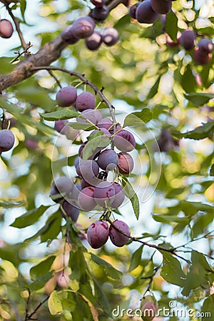 Ripe plum on the tree Stock Photo