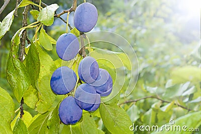 Ripe plums on the branch in the garden. The harvest season is coming. Stock Photo