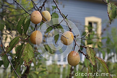 Ripe Plums hang on a Branch with Picket Fence in the Background Stock Photo