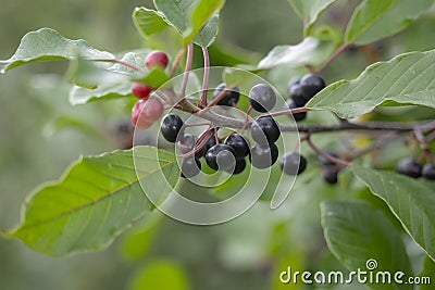 Ripe poisonous buckthorn berries Rhamnus frangula close-up. Macro Stock Photo