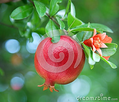 Ripe pomegranate on the branch. Stock Photo