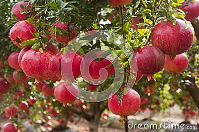 Ripe pomegranate fruit on tree branch. Stock Photo