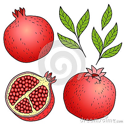 Ripe pomegranate on white background. hand drawn vector color images with a black outline Vector Illustration