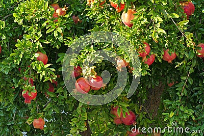 Ripe pomegranates on a tree in Peloponnese Stock Photo
