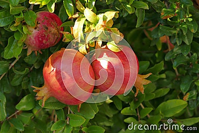 Ripe pomegranates on a tree in Peloponnese Stock Photo