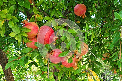 Ripe pomegranates on a tree in Peloponnese Stock Photo