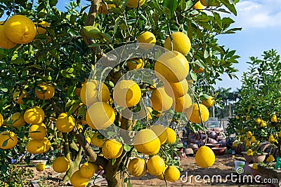 Ripe pomelo fruits hang on the trees in the garden Stock Photo