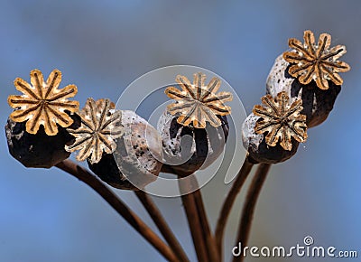 Ripe poppy heads_5 Stock Photo