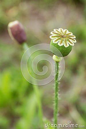 Ripe poppy seed, selective focus Stock Photo