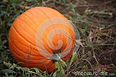Ripe pumpkin Stock Photo
