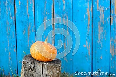 Ripe pumpkin on blue wooden background wall. Stock Photo