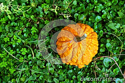 Ripe pumpkin on clover Stock Photo
