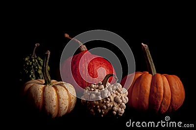 Ripe pumpkin fruits isolated on Stock Photo