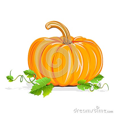 Ripe pumpkin Vector Illustration