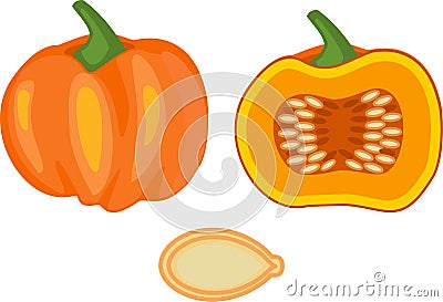 Ripe pumpkin, whole and in longitudinal section Vector Illustration