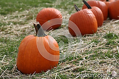 Ripe pumpkins Stock Photo