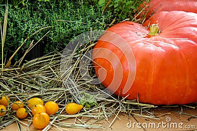 Ripe pumpkins, green thyme with yellow cherry tomatoes, dry grass on a wooden table background. Autumn nature concept. Stock Photo