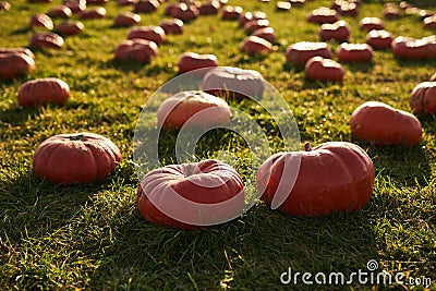 Ripe pumpkins in pumpkin patch during harvesting season. Stock Photo