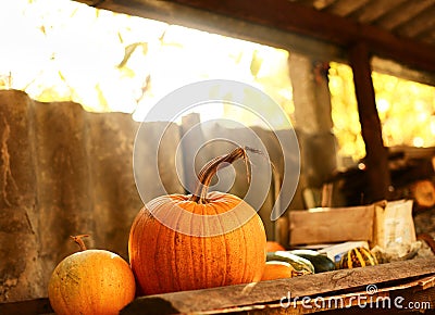 Ripe pumpkins on a shelf in the barn in the fall Stock Photo