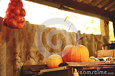 Ripe pumpkins on a shelf in the barn in the fall Stock Photo