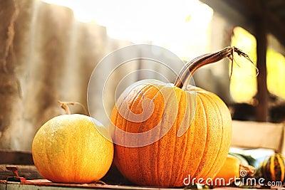 Ripe pumpkins on a shelf in the barn in the fall Stock Photo