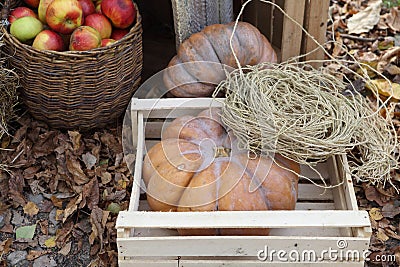 Ripe pumpkins in a wooden box and apples in a wicker basket Stock Photo
