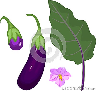 Ripe purple eggplant with green leaf and flower Stock Photo