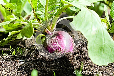 Ripe purple radish in the ground in the garden Stock Photo