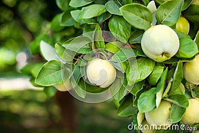 Ripe quince fruits. Quince grows on a tree with green leaves in orchard in autumn. Harvest Concept. Vitamins, vegetarianism, frui Stock Photo