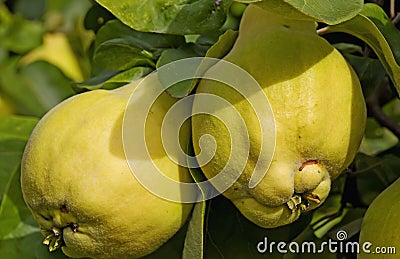 Ripe quinces Stock Photo