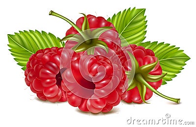 Ripe raspberries. Vector Illustration