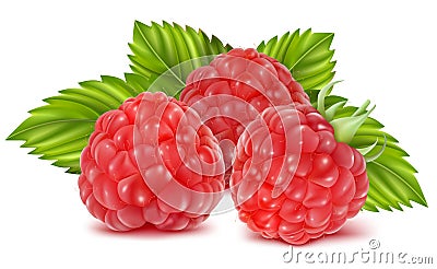 Ripe raspberries Vector Illustration