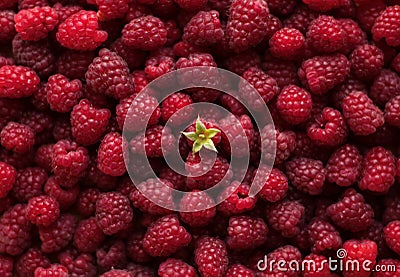 Ripe raspberries close-up macro photography, selective focus, fruit background Stock Photo