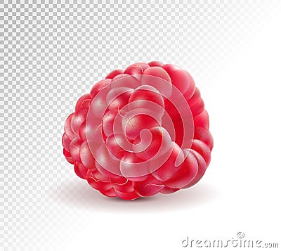 Ripe raspberries isolated on transparent background. Quality realistic vector. 3d illustraton Vector Illustration