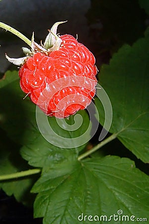 Ripe Raspberry Stock Photo