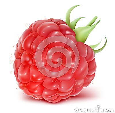 Ripe raspberry Vector Illustration