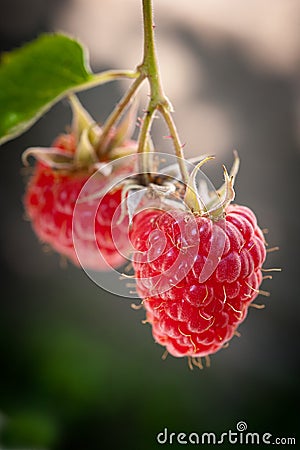 Ripe raspberry Stock Photo