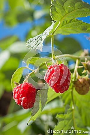 Ripe raspberry Stock Photo